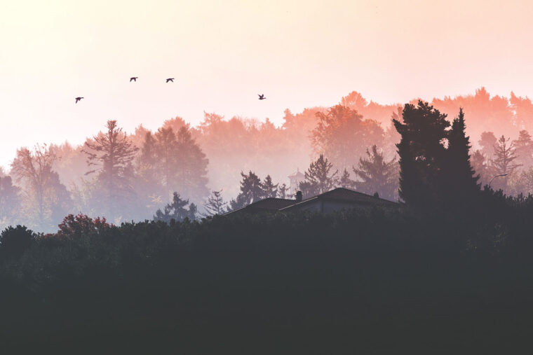 Scientists named the largest bird in history